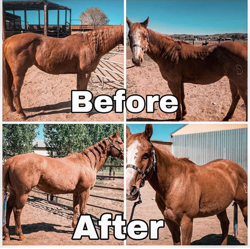 Body Builder™ Horse Supplement Horse and Dog Supplements Body