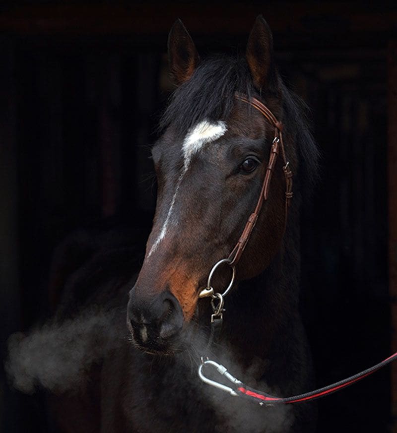 Breathing Horse and Dog Supplements Body Builder Lube All Plus