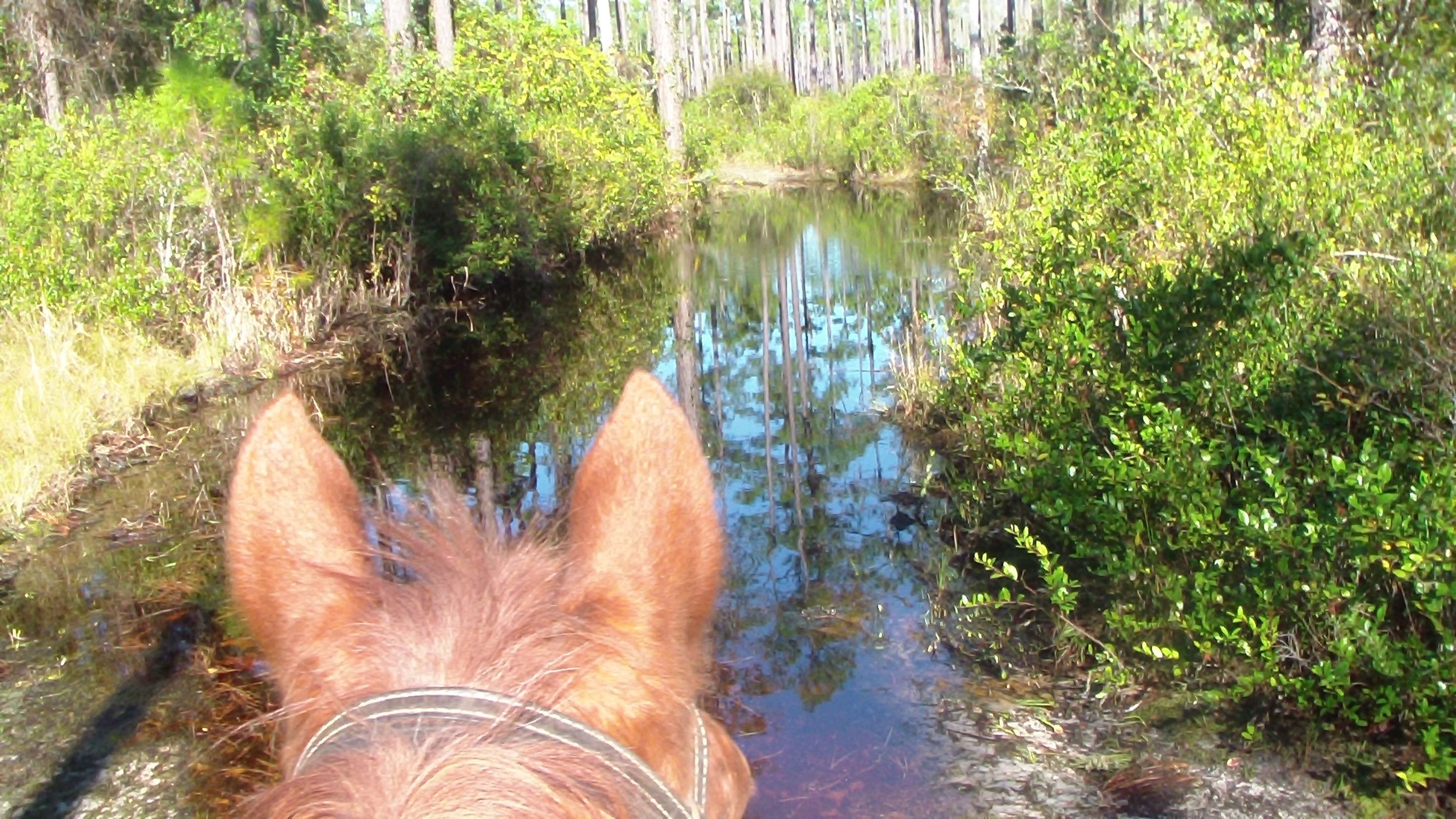 Monday, Nov. 23, 2015 Ride Day in Osceola National Forest