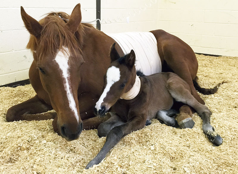 Critical Mare and Foal Care The Equiery
