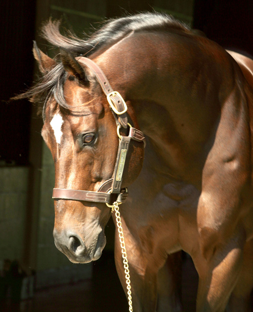 Maryland’s AllTime Leading Thoroughbred Sires The Equiery