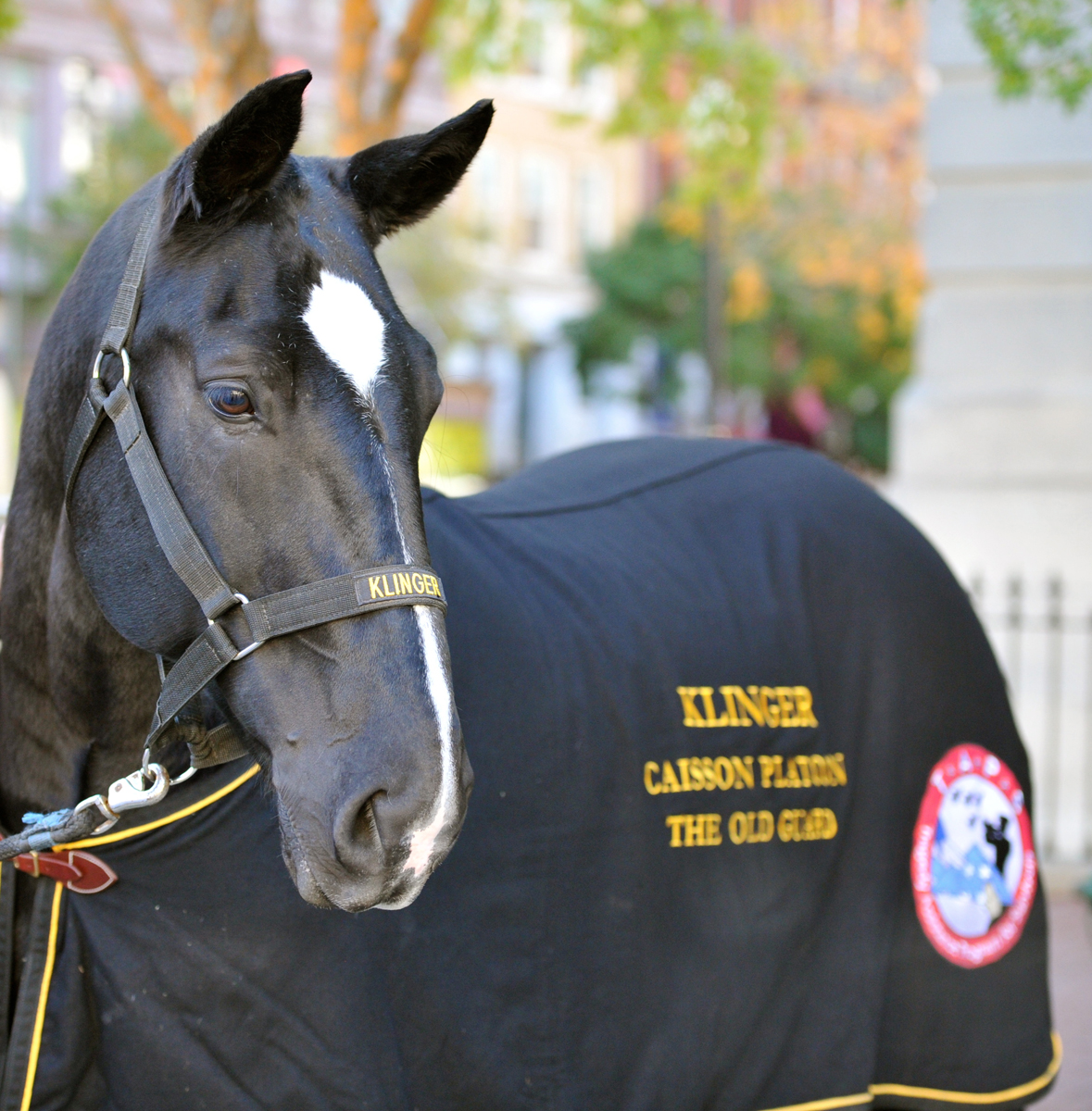 Army Caisson Horse Klinger Retires The Equiery