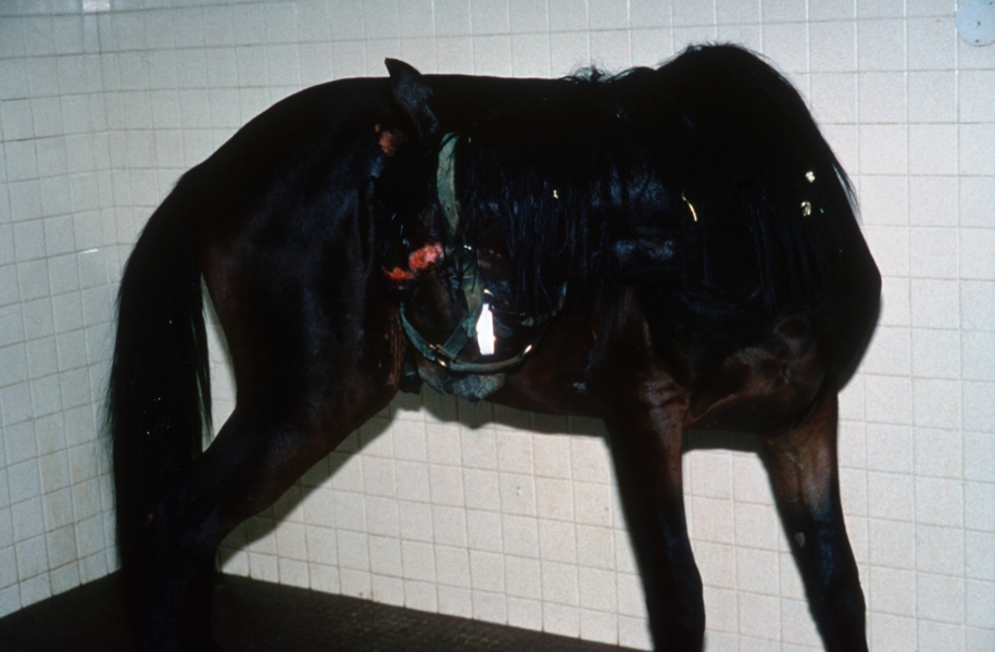 Colic in Adult Horses Equiimed