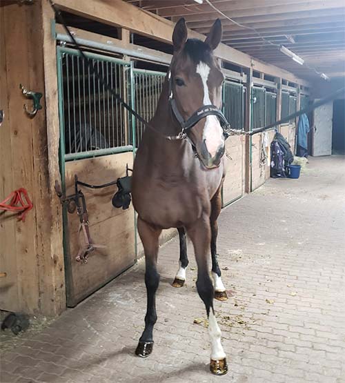 2015 OTTB gelding for sale Never raced only track trained 17.1h, jumps