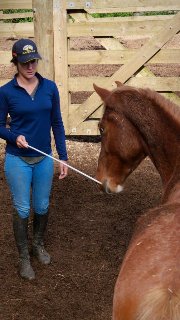 The Quiet Horse EquiMatch