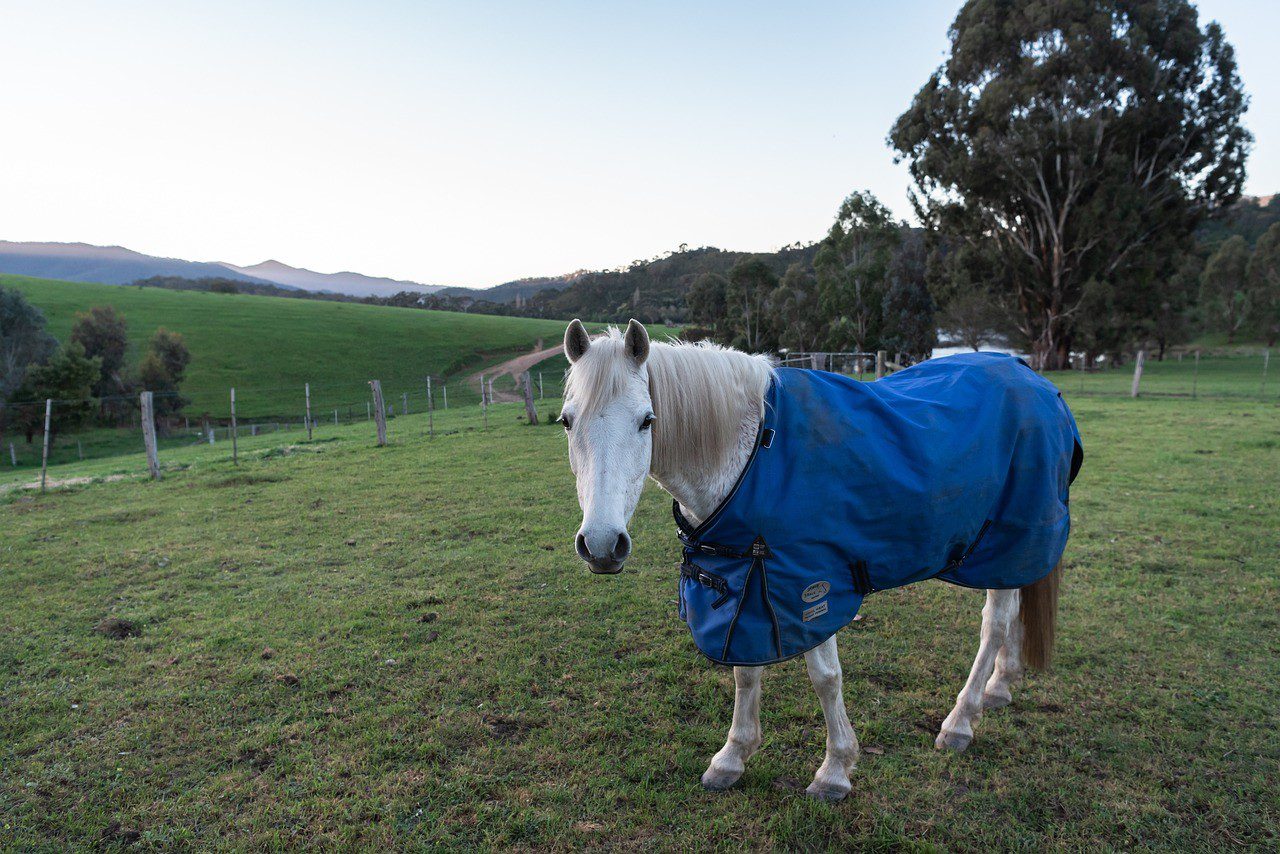 How to Choose the Right Horse Rug for Winter in Australia
