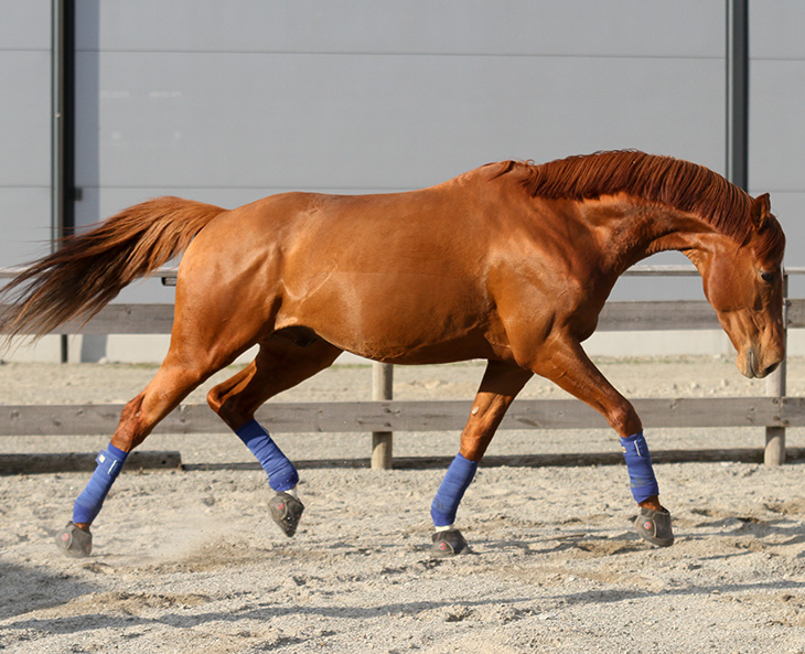 Equine Jogging Shoes » Ultimate Jogging Shoe