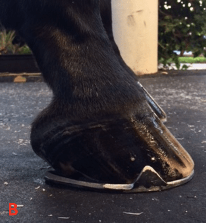 Basic Farriery No Hoof No Horse Palm Beach Equine Clinic