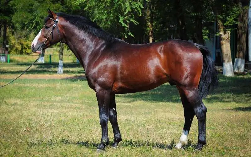 17 Warmblood Horse Breeds with Pictures Equine Desire