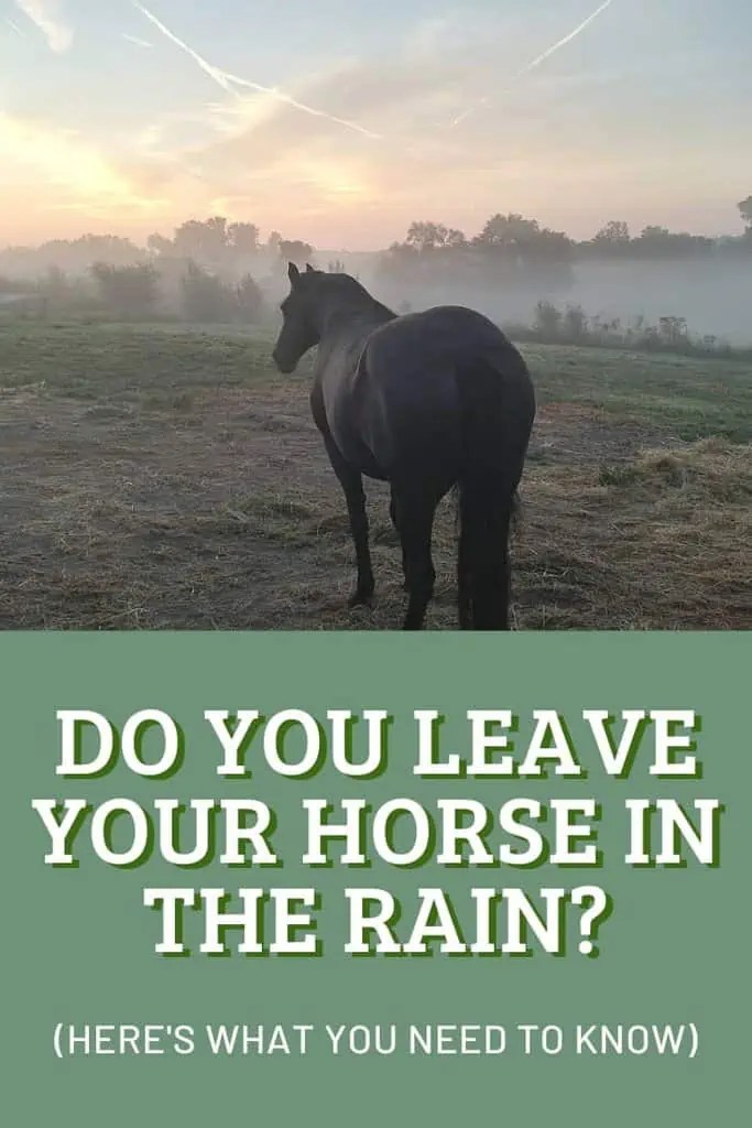 Leaving Horses Out in the Rain Everything You Need to Know