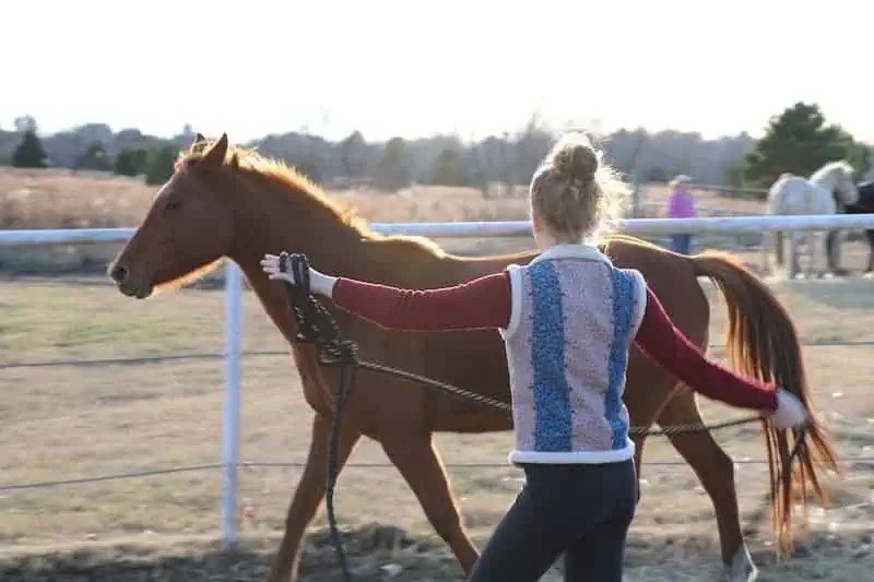 How to a Horse Farrier Essential Guide