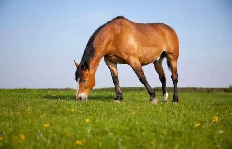 What Is a Bay Horse? Pictures & Fun Facts