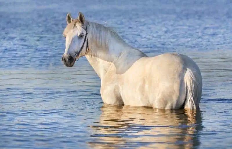 Can Horses Swim? Complete Guide