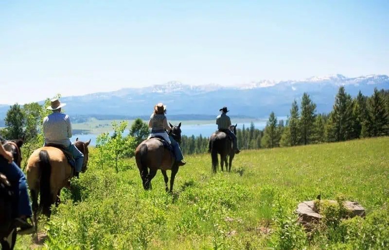 Trail Riding Horse Breeds Top Horse Breeds For Trail Riding