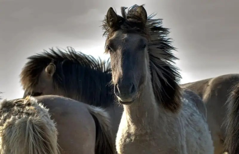 Are Horses Native To North America? What The Evidence Says