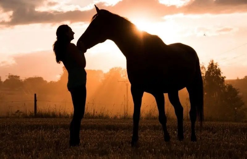 Are Horses Loyal? What Research Says