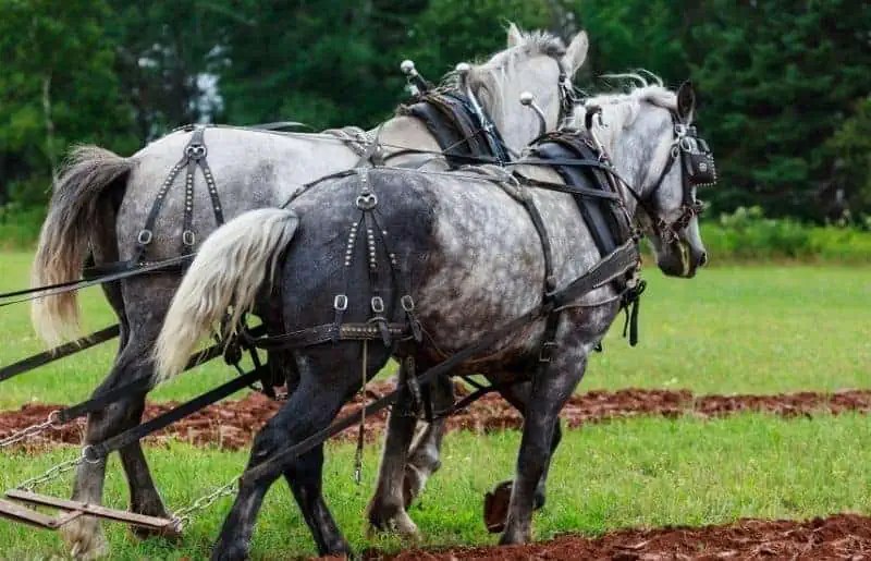 Why Do Draft Horses Have Short Tails?
