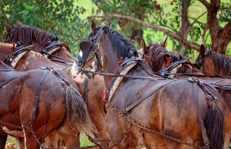 Why Do Draft Horses Have Short Tails?