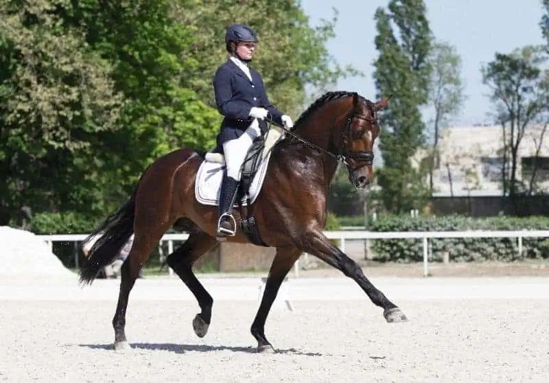 200+ Show Names For Your Horse (Picked By An Equestrian)