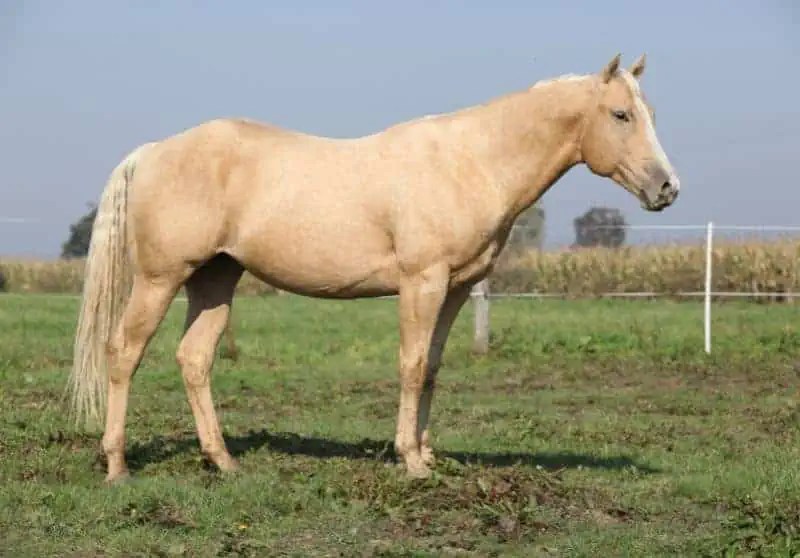 Palomino Horses Colors, Price, Facts and Origins