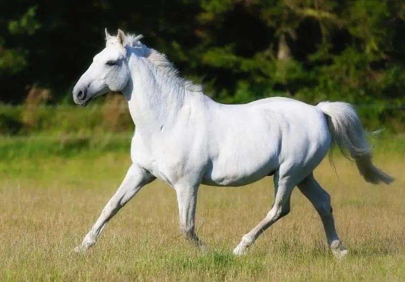 Names For Grey Horses Female at Stephanie Vicini blog