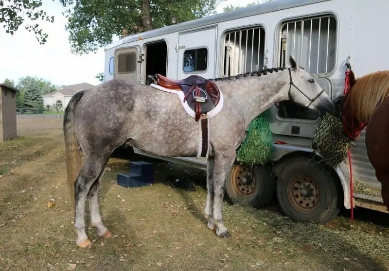 Dapple Grey Horses Facts, Breeds, Origins, and Colors