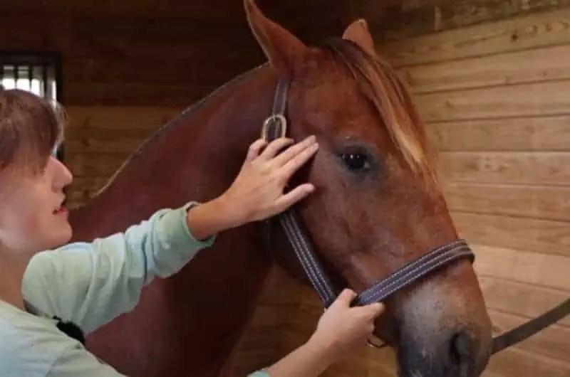 Easy Massages to Try on Your Horse
