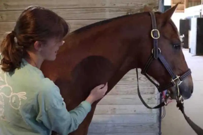 Easy Massages to Try on Your Horse