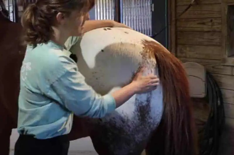 Easy Massages to Try on Your Horse