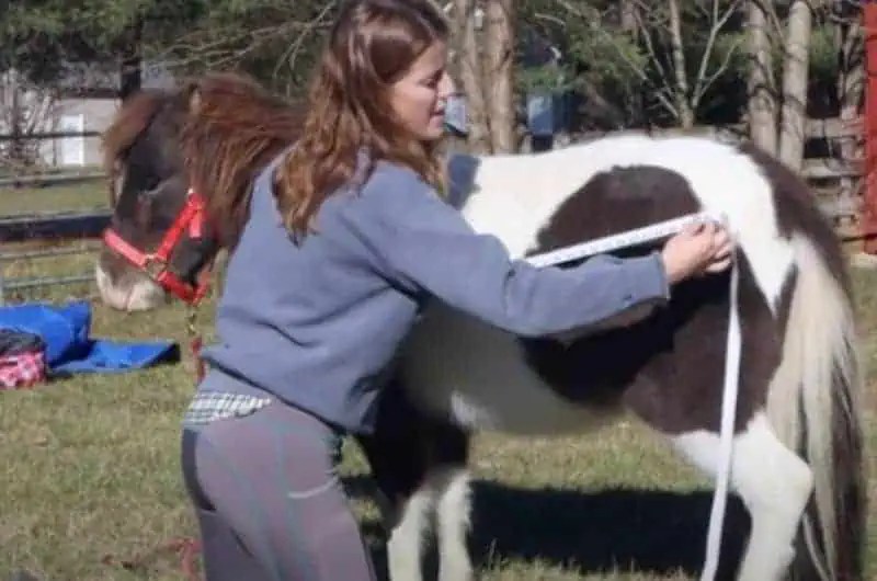 Blanketing Your Horse HowTo With Pictures