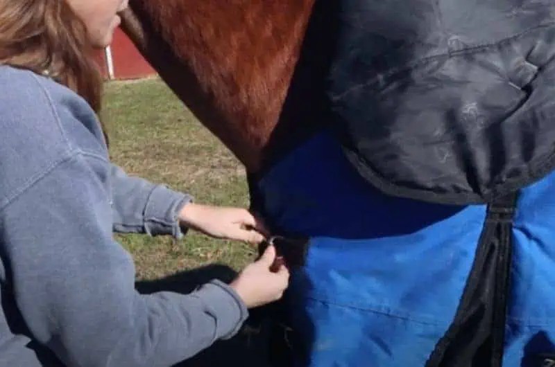 Blanketing Your Horse HowTo With Pictures