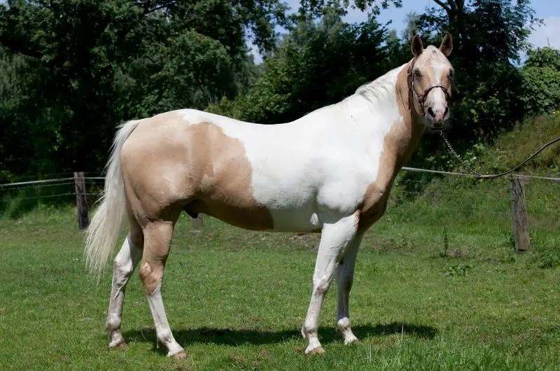Golden Horse Breeds 10 Horse Breeds With Gold Coats