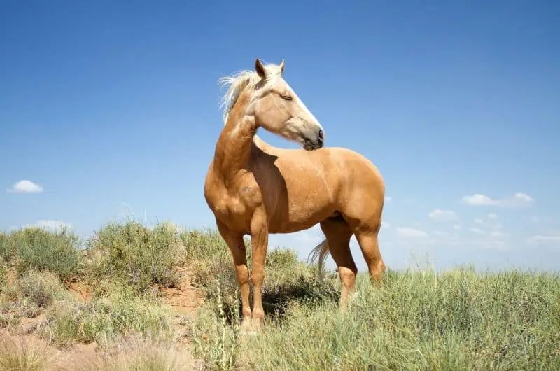 Golden Horse Breeds 10 Horse Breeds With Gold Coats