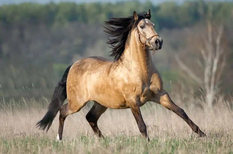 Golden Horse Breeds 10 Horse Breeds With Gold Coats