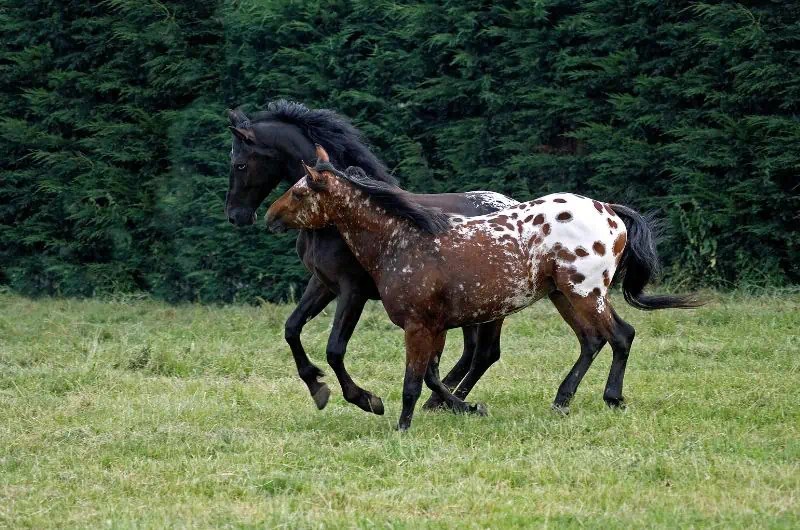Top 11 Spotted Horse Breeds To Fall In Love With