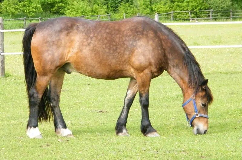 Horse Breeds With Long Lifespans Top 10 Breeds