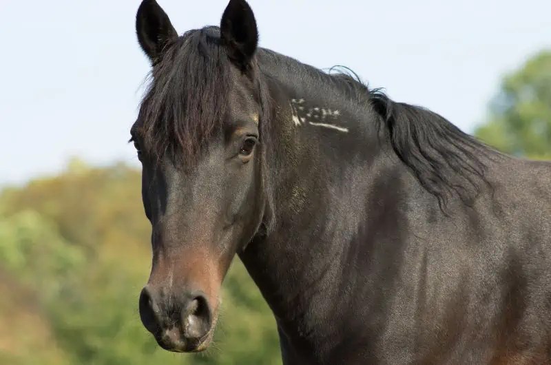 How Much Does A Mustang Horse Cost? 2024 Pricing Guide