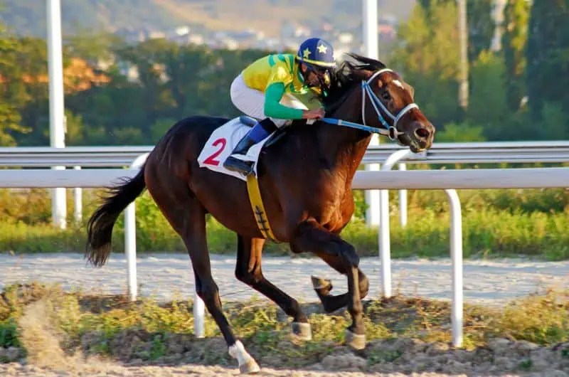 How Fast Can Horses Run & Fastest Horses Ever Recorded