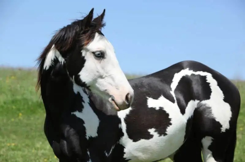 Black and White Horse Breeds Top 13 with Pictures