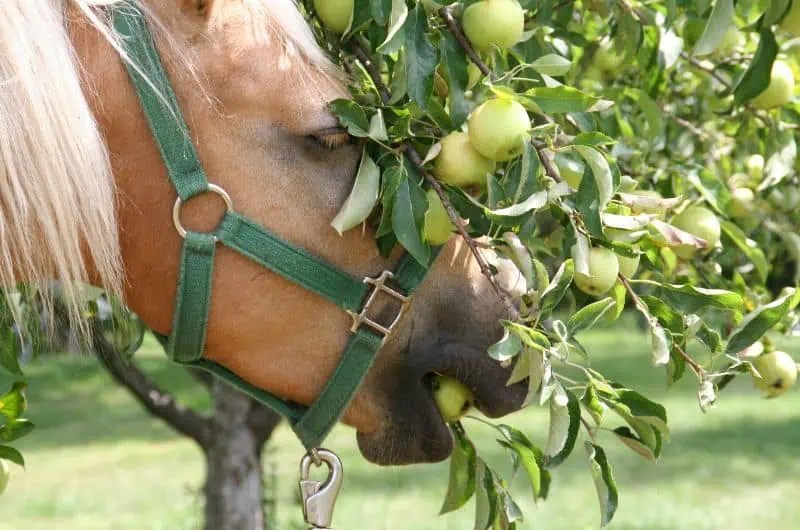 Can Horses Eat Apples? Safety, Amount, & More