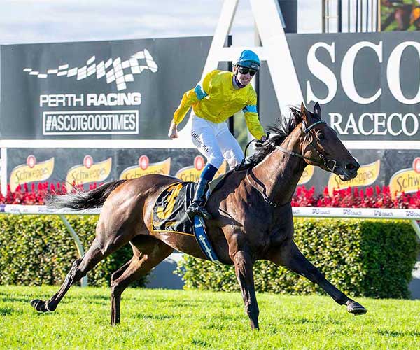 What is NB Paste & How Can It Help My Horse? Equine Hyperformance