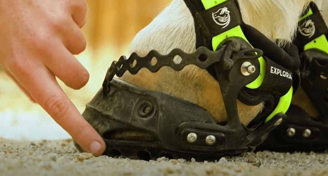 The 6 Best Hoof Boots Complete Horse Boot Buying Guide Equineigh