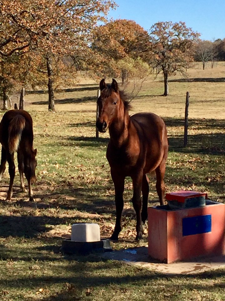 Horse sales in Oklahoma Oklahoma Equine Law