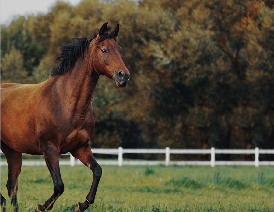 Marketing Services Equine Network