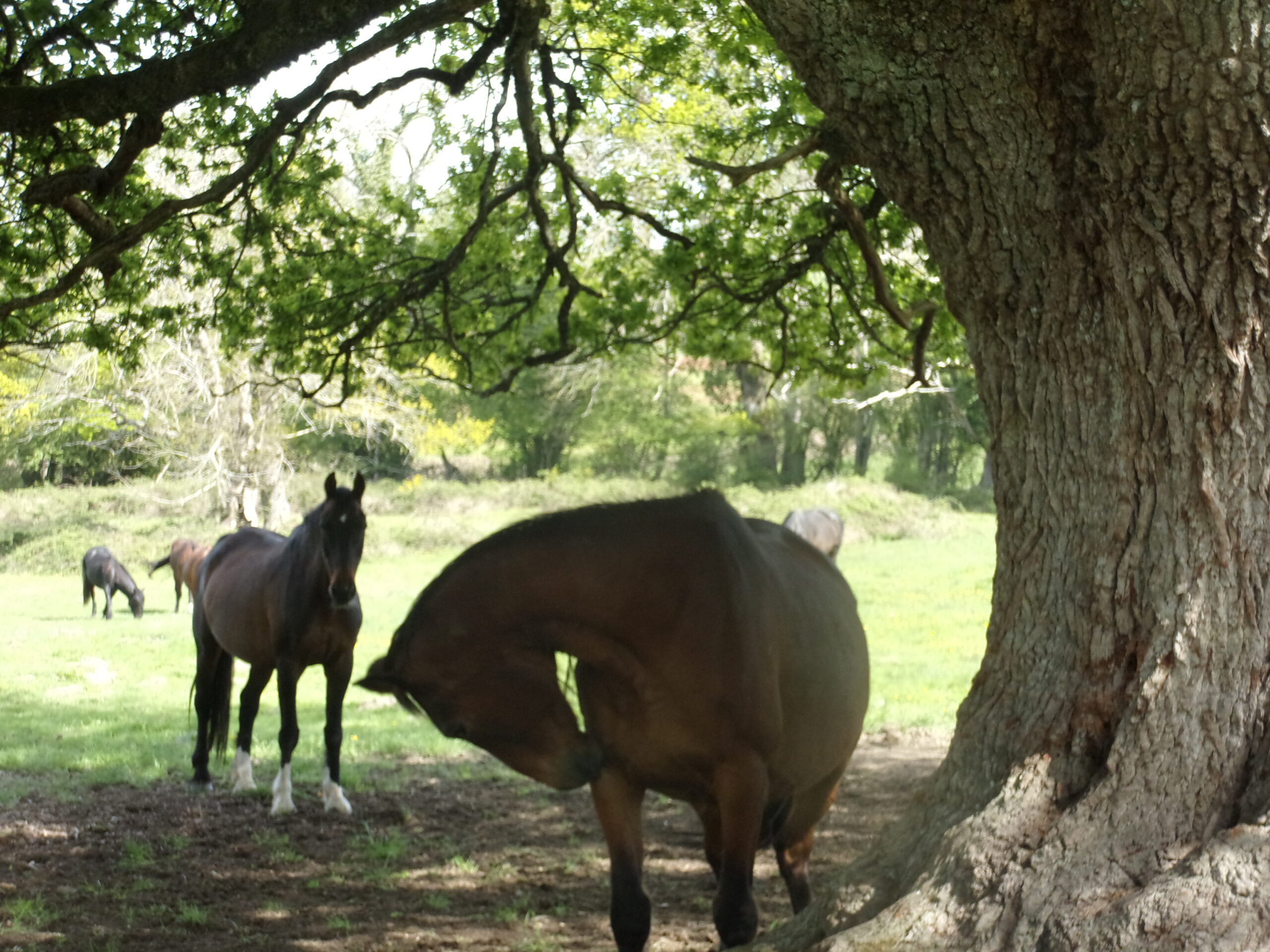Equine Pensions Horse Retirement Farm