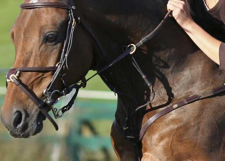 EPM in Horses An Overview