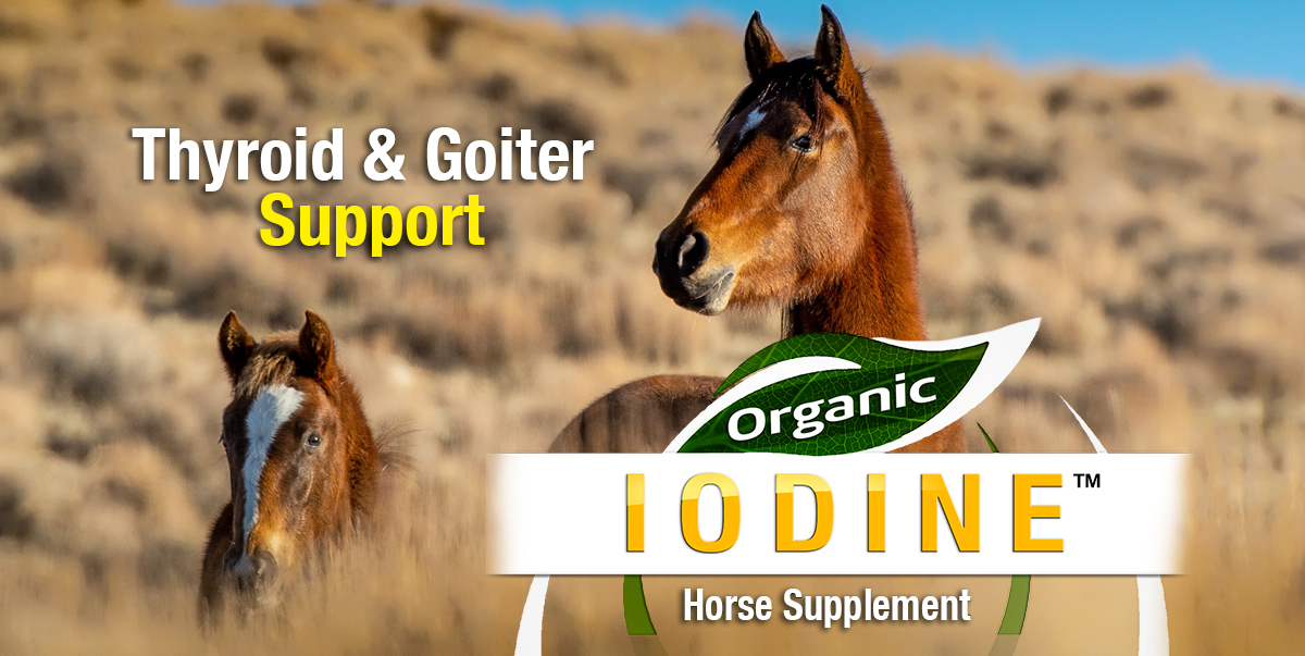 Organic Iodine™ Horse Supplement for Thyroid and Goiters