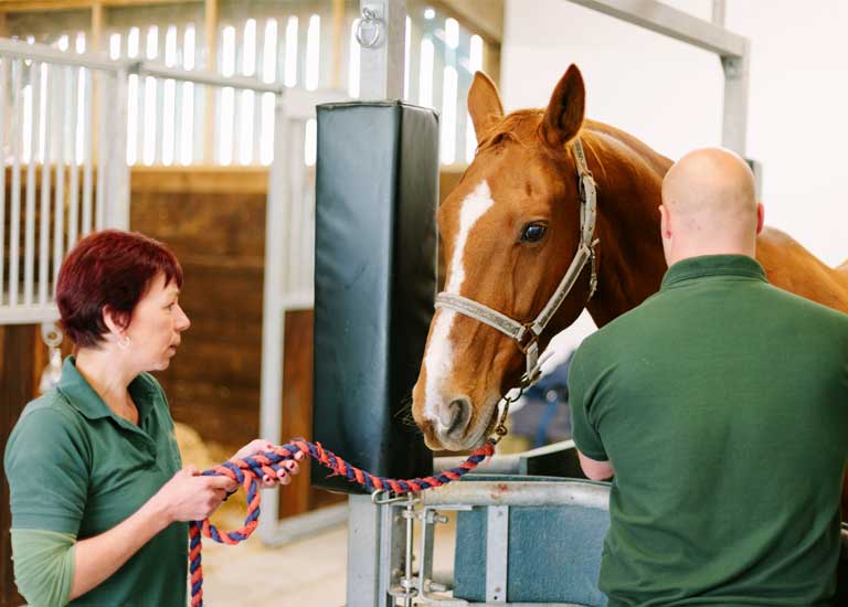 Equine Plus® Feed & Supplements