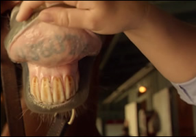 On The Subject Of Lip Tattoos | Equine Quick Response Blog 200_x_286_jpg