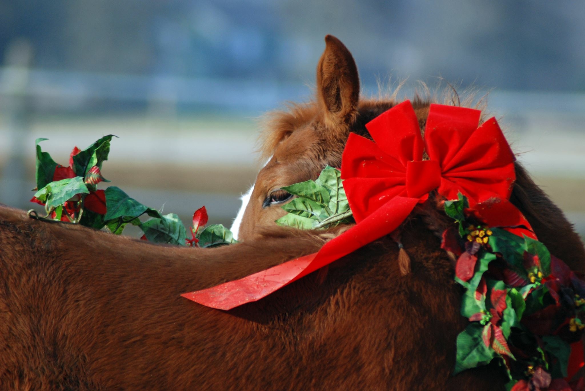 A Practical Gift for Horse Owners Equine Simplified Blog